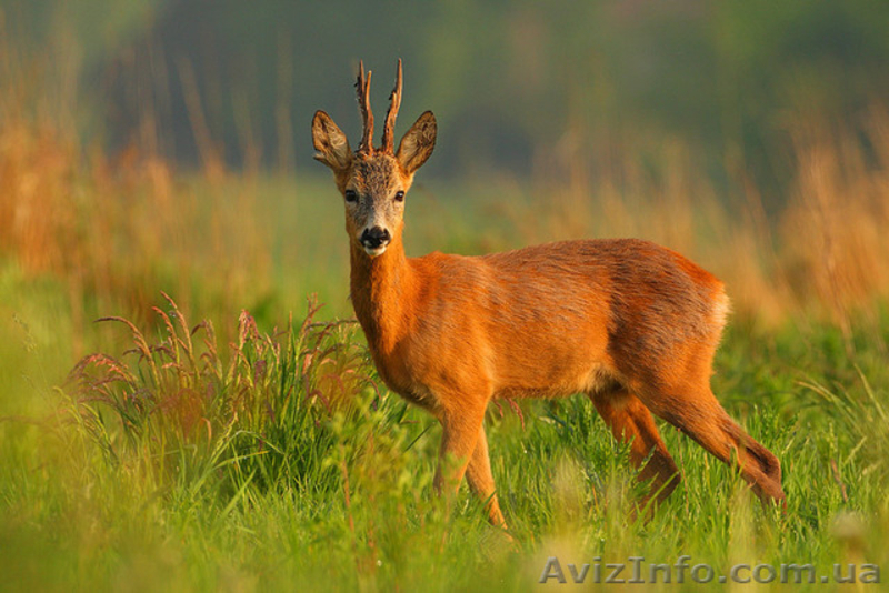 Куплю косулю.Животные / Растения - <ro>Изображение</ro><ru>Изображение</ru> #1, <ru>Объявление</ru> #1575500