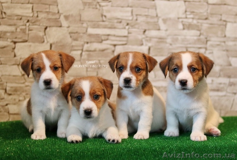 Щенки джек рассел терьера от чемпионов, есть Видео! - <ro>Изображение</ro><ru>Изображение</ru> #2, <ru>Объявление</ru> #1517930