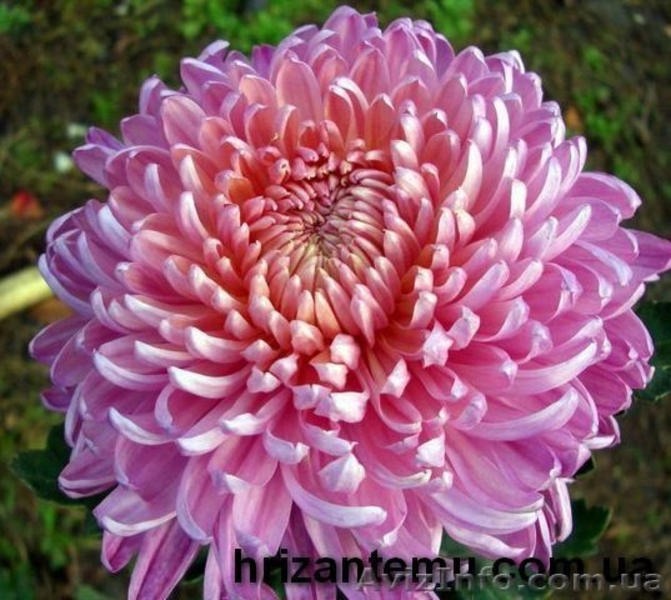 Корни хризантемы - <ro>Изображение</ro><ru>Изображение</ru> #1, <ru>Объявление</ru> #1577549