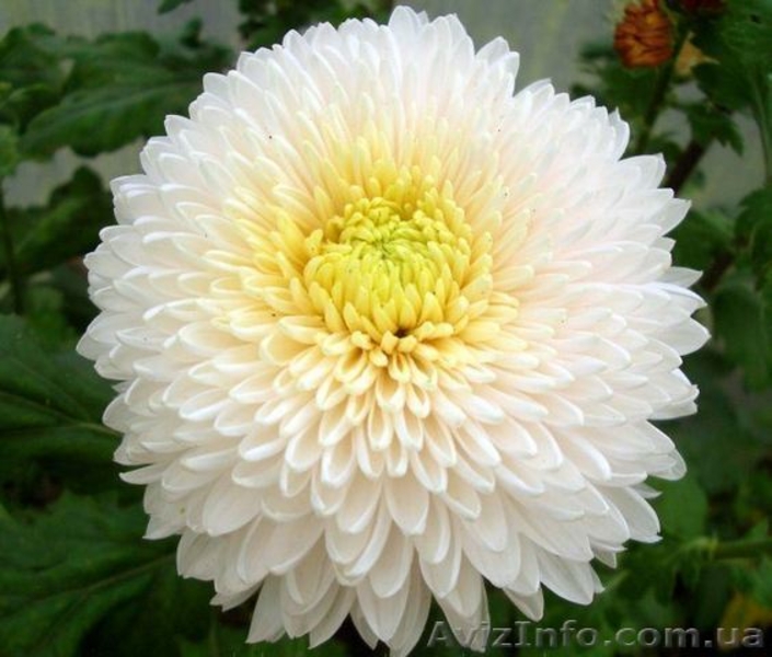 Корни хризантемы - <ro>Изображение</ro><ru>Изображение</ru> #4, <ru>Объявление</ru> #1577549