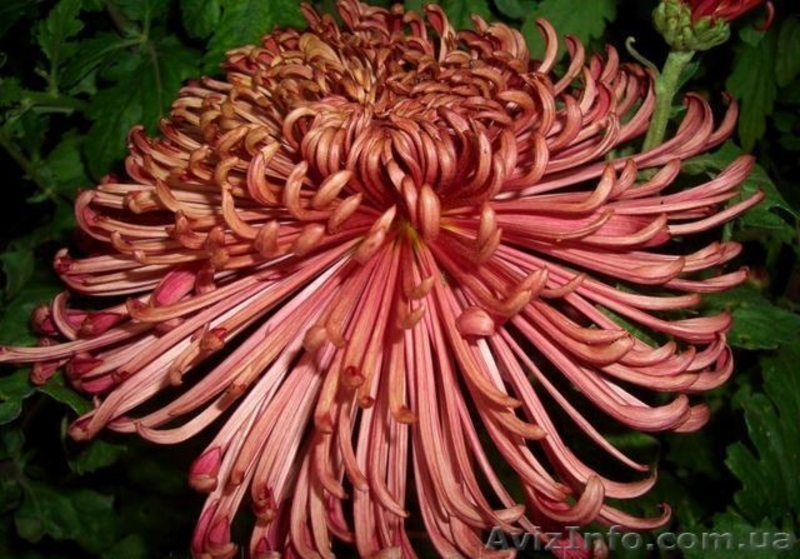 Корни хризантемы - <ro>Изображение</ro><ru>Изображение</ru> #5, <ru>Объявление</ru> #1577549