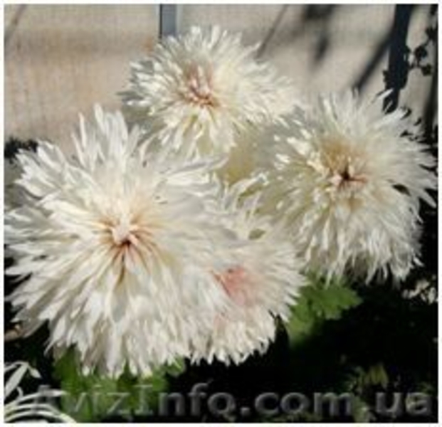 Корни хризантемы - <ro>Изображение</ro><ru>Изображение</ru> #6, <ru>Объявление</ru> #1577549