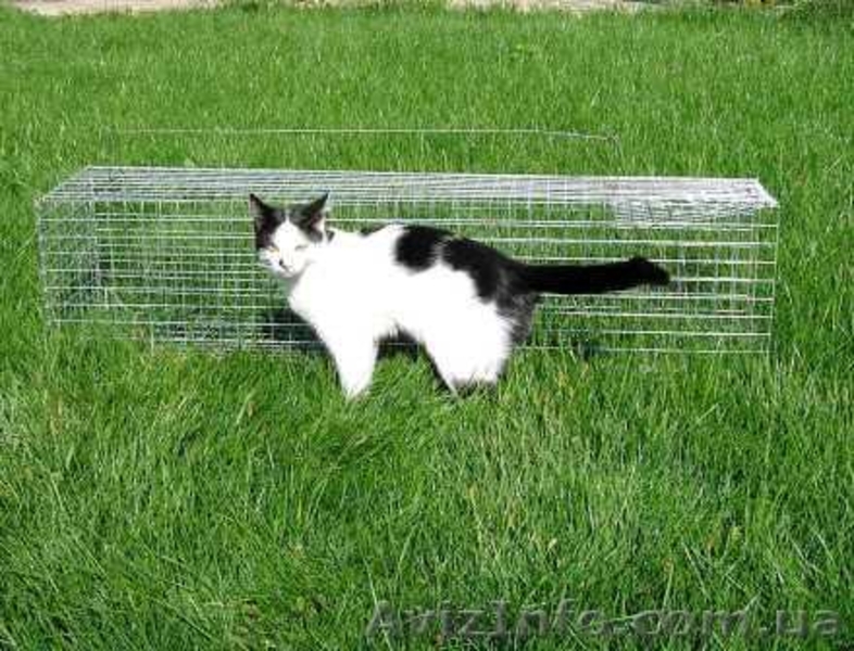 Котоловка. Живоловка. Поймать кота и кошку безопасно и надежно. Доставка - <ro>Изображение</ro><ru>Изображение</ru> #2, <ru>Объявление</ru> #1579454