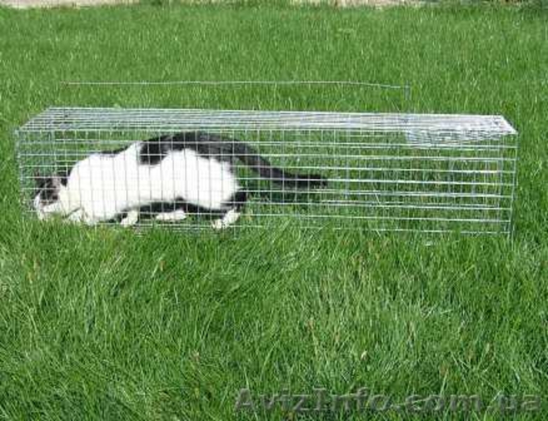 Котоловка. Живоловка. Поймать кота и кошку безопасно и надежно. Доставка - <ro>Изображение</ro><ru>Изображение</ru> #3, <ru>Объявление</ru> #1579454