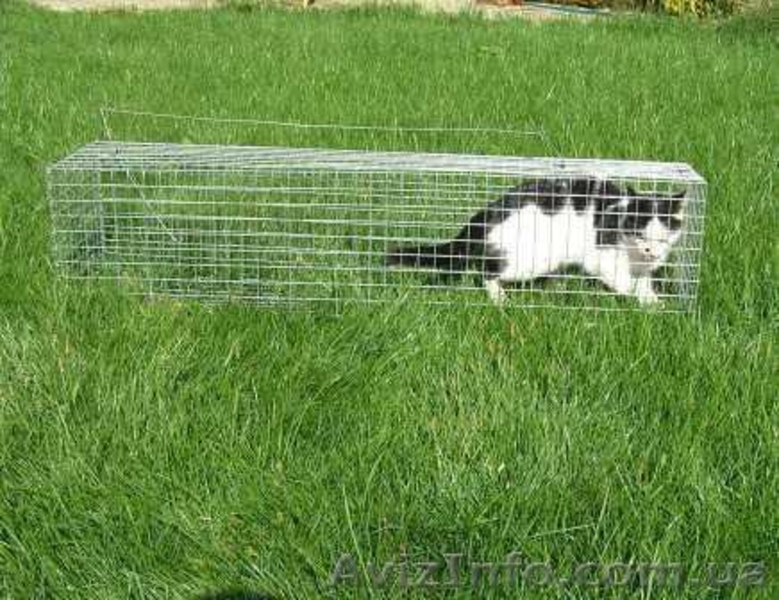 Котоловка. Живоловка. Поймать кота и кошку безопасно и надежно. Доставка - <ro>Изображение</ro><ru>Изображение</ru> #4, <ru>Объявление</ru> #1579454