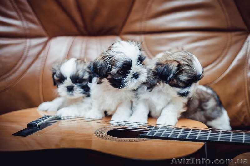 Щенки  ши тцу помет "Т" питомника  "CUORE DI LIONE" - <ro>Изображение</ro><ru>Изображение</ru> #3, <ru>Объявление</ru> #1584898