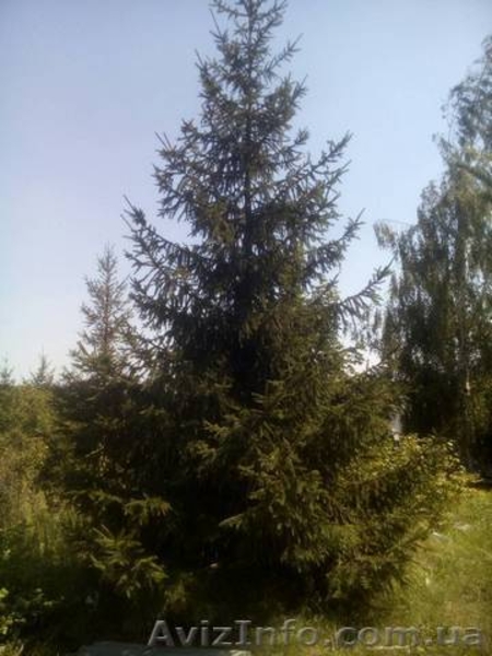 Садоводство, озеленение, ландшафтный-дизайн. - <ro>Изображение</ro><ru>Изображение</ru> #5, <ru>Объявление</ru> #1583563