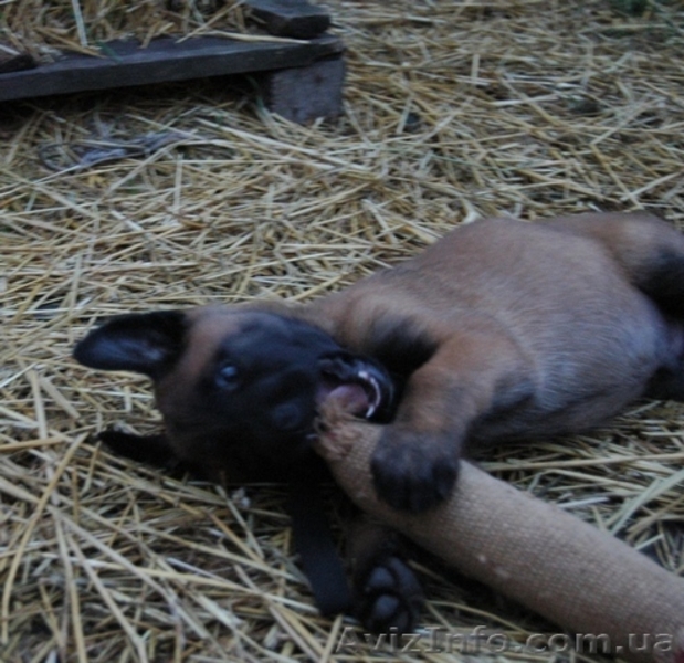Продаются щенки бельгийской овчарки (малинуа). - <ro>Изображение</ro><ru>Изображение</ru> #5, <ru>Объявление</ru> #1587776