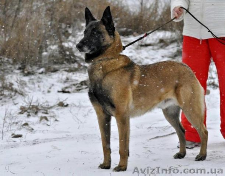 Продаются щенки бельгийской овчарки (малинуа). - <ro>Изображение</ro><ru>Изображение</ru> #6, <ru>Объявление</ru> #1587776