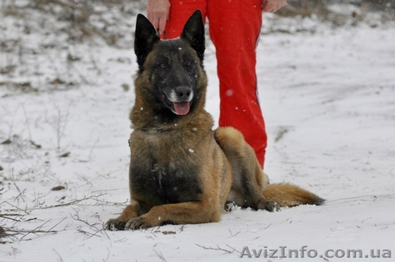 Продаются щенки бельгийской овчарки (малинуа). - <ro>Изображение</ro><ru>Изображение</ru> #7, <ru>Объявление</ru> #1587776