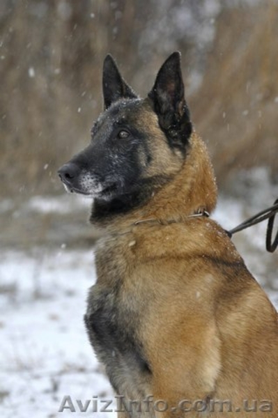 Продаются щенки бельгийской овчарки (малинуа). - <ro>Изображение</ro><ru>Изображение</ru> #8, <ru>Объявление</ru> #1587776