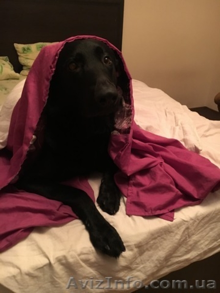 Вязка. Немецкая овчарка черного цвета (кобель) - <ro>Изображение</ro><ru>Изображение</ru> #3, <ru>Объявление</ru> #1590087