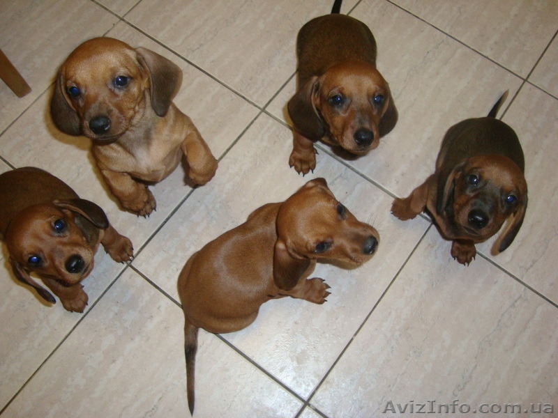 Питомник предлагает щенков разных пород - <ro>Изображение</ro><ru>Изображение</ru> #1, <ru>Объявление</ru> #1586580