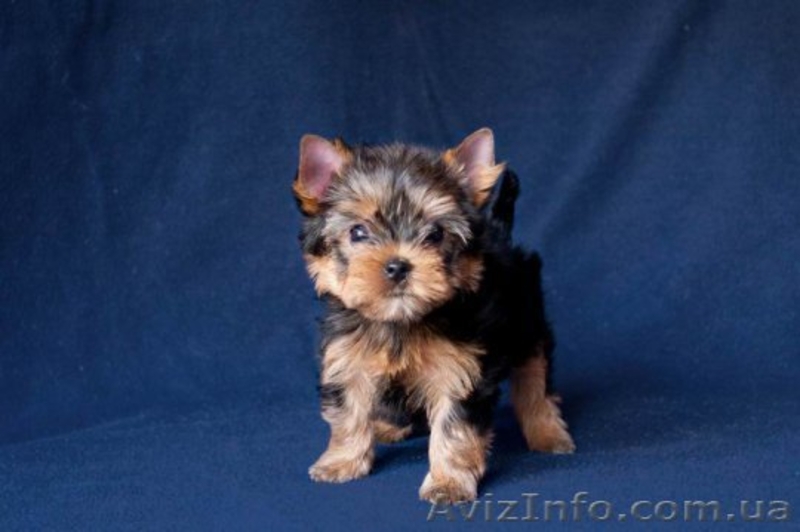 Питомник предлагает щенков разных пород - <ro>Изображение</ro><ru>Изображение</ru> #2, <ru>Объявление</ru> #1586580