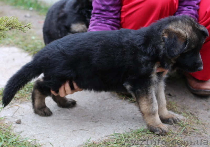 Продам породтстых щенков немецкой овчарки - <ro>Изображение</ro><ru>Изображение</ru> #4, <ru>Объявление</ru> #1587357