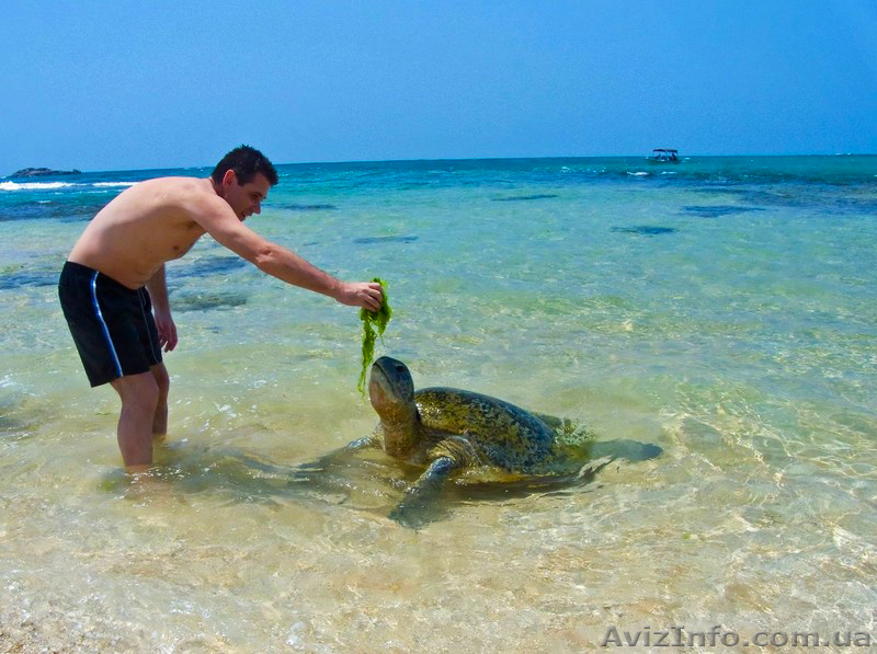 Серфинг тур на Шри ланку - <ro>Изображение</ro><ru>Изображение</ru> #5, <ru>Объявление</ru> #1587865