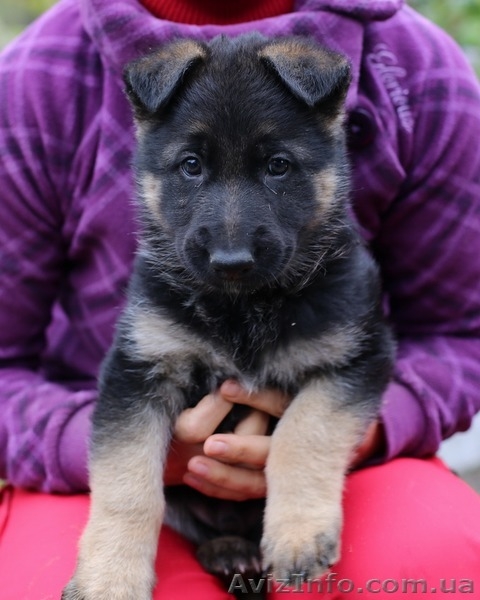 Продам породтстых щенков немецкой овчарки - <ro>Изображение</ro><ru>Изображение</ru> #3, <ru>Объявление</ru> #1587357