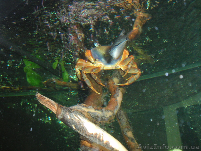 Аквариум 420л + наилучшее оборудование! Дешево и сердито! - <ro>Изображение</ro><ru>Изображение</ru> #9, <ru>Объявление</ru> #1588464