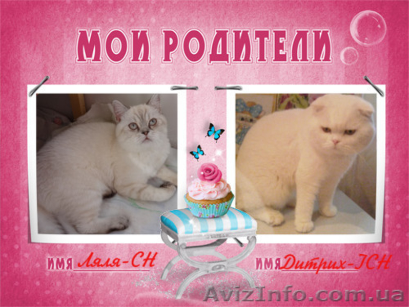 вислоухая кошечка с документами - <ro>Изображение</ro><ru>Изображение</ru> #6, <ru>Объявление</ru> #1593641