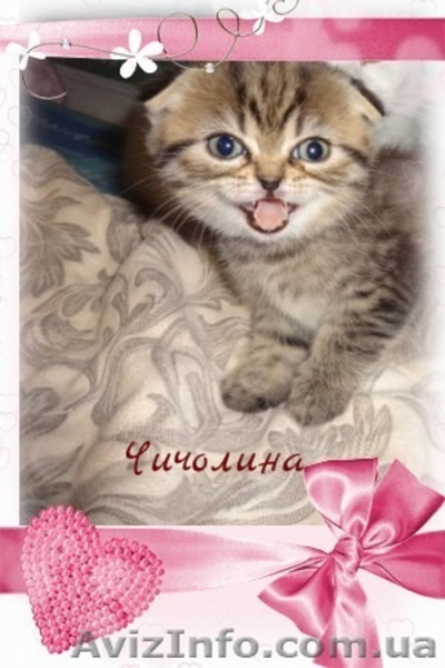 вислоухая кошечка с документами - <ro>Изображение</ro><ru>Изображение</ru> #2, <ru>Объявление</ru> #1593641