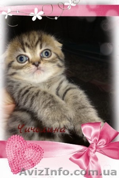 вислоухая кошечка с документами - <ro>Изображение</ro><ru>Изображение</ru> #4, <ru>Объявление</ru> #1593641