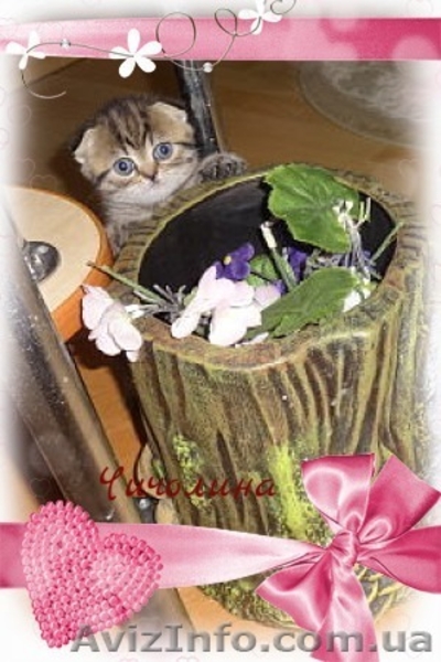 вислоухая кошечка с документами - <ro>Изображение</ro><ru>Изображение</ru> #5, <ru>Объявление</ru> #1593641