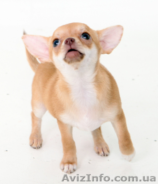 Чихуахуа щенки. - <ro>Изображение</ro><ru>Изображение</ru> #4, <ru>Объявление</ru> #1595202