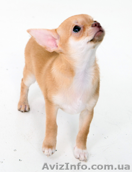 Чихуахуа щенки. - <ro>Изображение</ro><ru>Изображение</ru> #3, <ru>Объявление</ru> #1595202