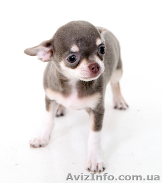Чихуахуа щенки. - <ro>Изображение</ro><ru>Изображение</ru> #5, <ru>Объявление</ru> #1595202