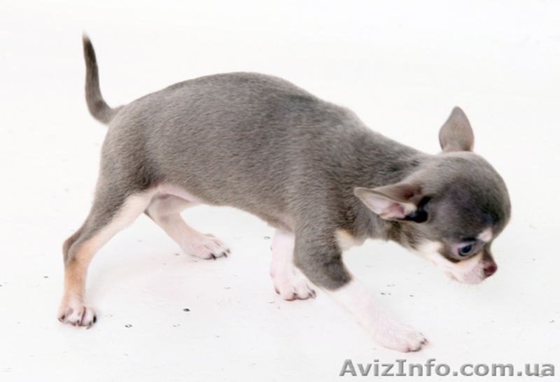 Чихуахуа щенки. - <ro>Изображение</ro><ru>Изображение</ru> #6, <ru>Объявление</ru> #1595202