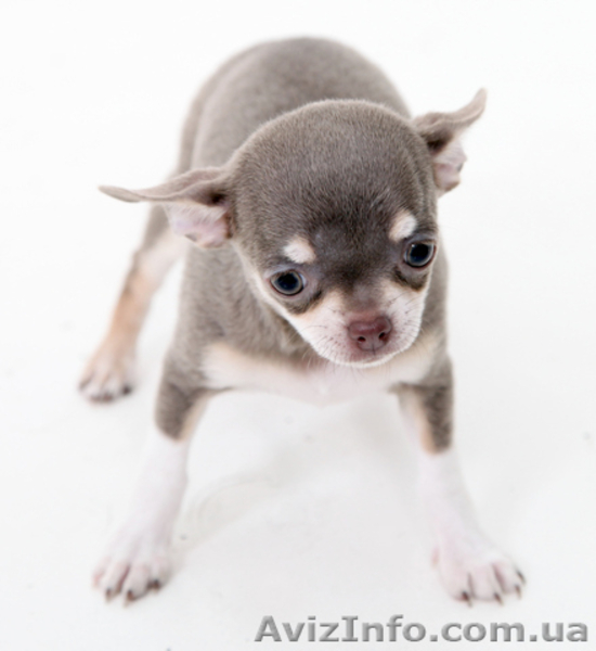 Чихуахуа щенки. - <ro>Изображение</ro><ru>Изображение</ru> #7, <ru>Объявление</ru> #1595202