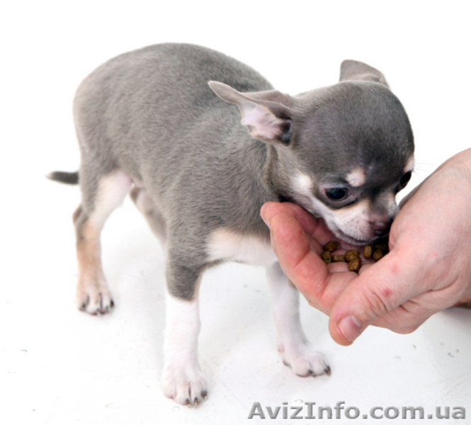 Чихуахуа щенки. - <ro>Изображение</ro><ru>Изображение</ru> #8, <ru>Объявление</ru> #1595202
