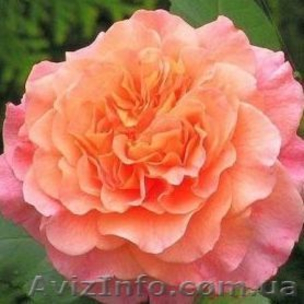 Саженцы, удобрения, семена, садовый инвентарь в Киеве - <ro>Изображение</ro><ru>Изображение</ru> #3, <ru>Объявление</ru> #1593760