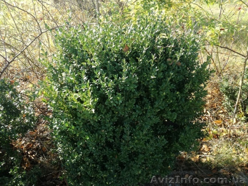 Куплю самшит 15грн за1 кг+моя оплата за пересылку. - <ro>Изображение</ro><ru>Изображение</ru> #3, <ru>Объявление</ru> #1594155