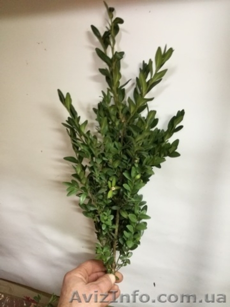 Куплю самшит 15грн за1 кг+моя оплата за пересылку. - <ro>Изображение</ro><ru>Изображение</ru> #4, <ru>Объявление</ru> #1594155