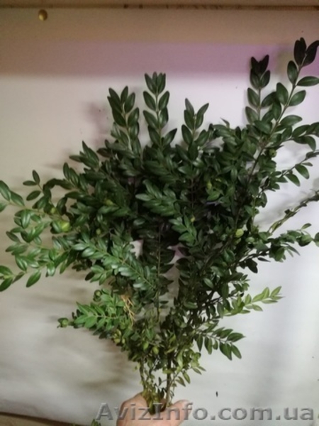 Куплю самшит 15грн за1 кг+моя оплата за пересылку. - <ro>Изображение</ro><ru>Изображение</ru> #5, <ru>Объявление</ru> #1594155