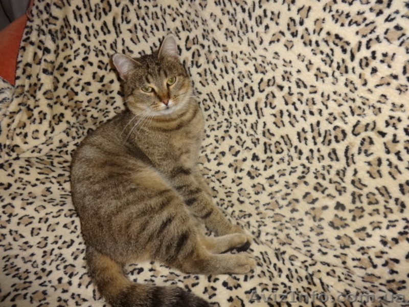 стерильные кошечки в добрые руки - <ro>Изображение</ro><ru>Изображение</ru> #5, <ru>Объявление</ru> #1593643