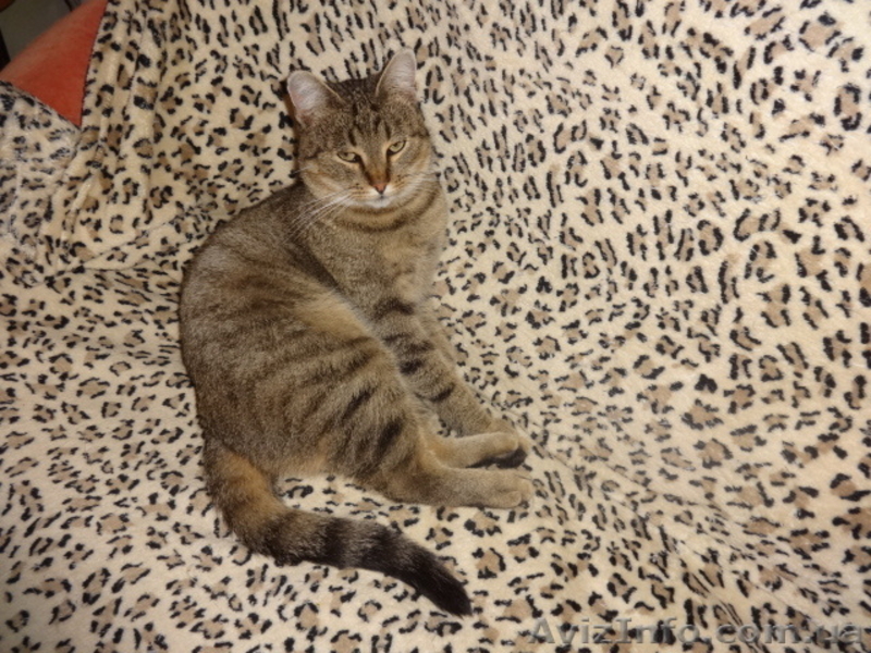 стерильные кошечки в добрые руки - <ro>Изображение</ro><ru>Изображение</ru> #4, <ru>Объявление</ru> #1593643