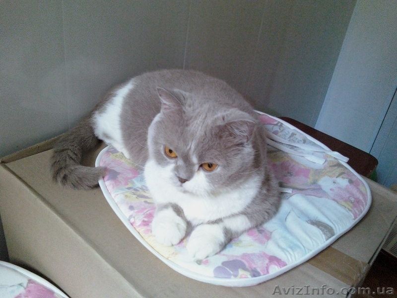 стерильные кошечки в добрые руки - <ro>Изображение</ro><ru>Изображение</ru> #3, <ru>Объявление</ru> #1593643