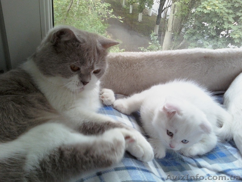 стерильные кошечки в добрые руки - <ro>Изображение</ro><ru>Изображение</ru> #2, <ru>Объявление</ru> #1593643