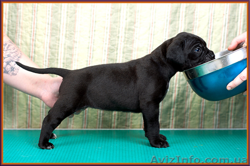 Щенки Кане Корсо от итальянского кобеля – Diablo Dilluvio. - <ro>Изображение</ro><ru>Изображение</ru> #3, <ru>Объявление</ru> #1566010