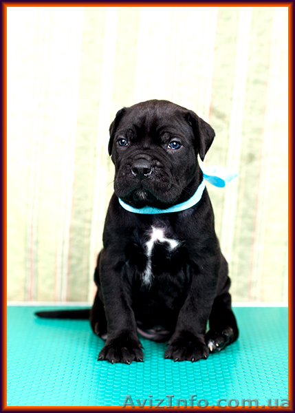 Щенки Кане Корсо от итальянского кобеля – Diablo Dilluvio. - <ro>Изображение</ro><ru>Изображение</ru> #4, <ru>Объявление</ru> #1566010