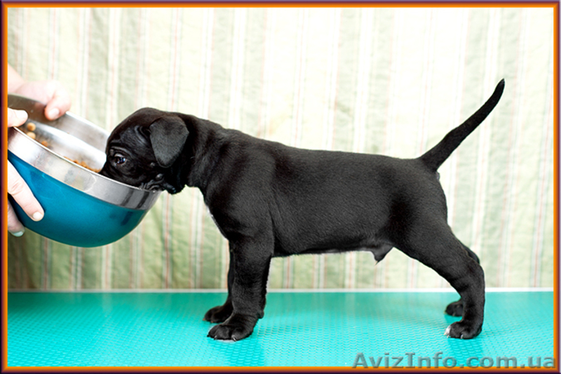 Щенки Кане Корсо от итальянского кобеля – Diablo Dilluvio. - <ro>Изображение</ro><ru>Изображение</ru> #5, <ru>Объявление</ru> #1566010