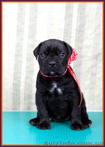 Щенки Кане Корсо от итальянского кобеля – Diablo Dilluvio. - <ro>Изображение</ro><ru>Изображение</ru> #6, <ru>Объявление</ru> #1566010