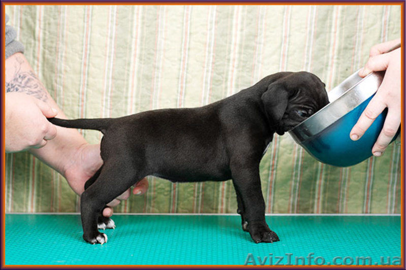 Щенки Кане Корсо от итальянского кобеля – Diablo Dilluvio. - <ro>Изображение</ro><ru>Изображение</ru> #7, <ru>Объявление</ru> #1566010