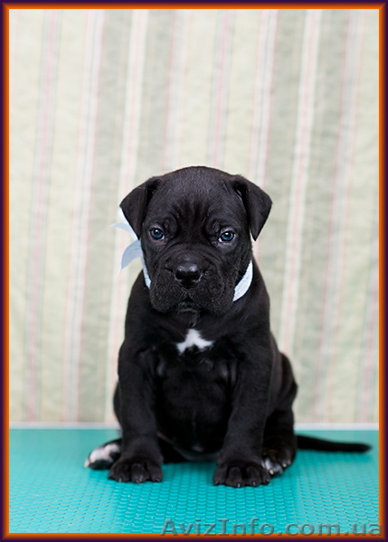 Щенки Кане Корсо от итальянского кобеля – Diablo Dilluvio. - <ro>Изображение</ro><ru>Изображение</ru> #8, <ru>Объявление</ru> #1566010