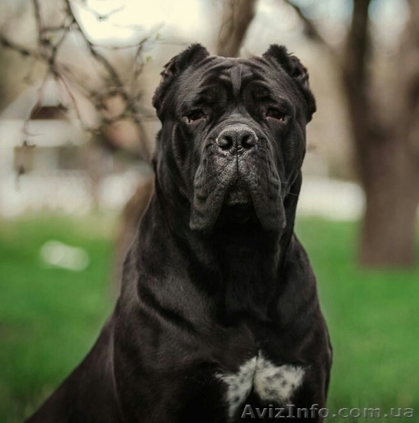 Щенки Кане Корсо от итальянского кобеля – Diablo Dilluvio. - <ro>Изображение</ro><ru>Изображение</ru> #9, <ru>Объявление</ru> #1566010