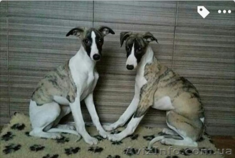 Уиппет. (Малая английская борзая). Щенки - <ro>Изображение</ro><ru>Изображение</ru> #3, <ru>Объявление</ru> #465140