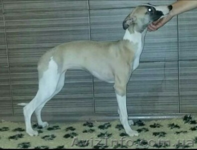 Уиппет. (Малая английская борзая). Щенки - <ro>Изображение</ro><ru>Изображение</ru> #4, <ru>Объявление</ru> #465140