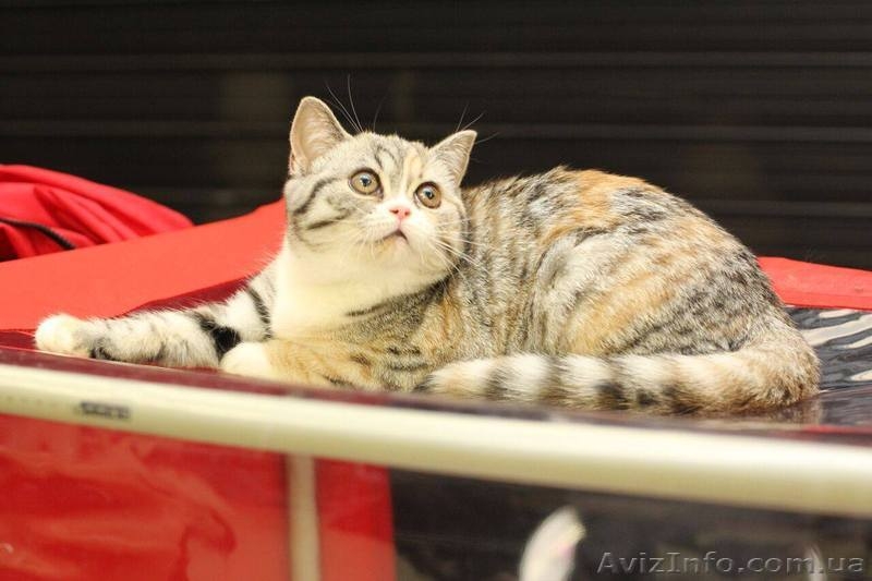 Шотландская кошечка в разведение и для души - <ro>Изображение</ro><ru>Изображение</ru> #3, <ru>Объявление</ru> #1603141